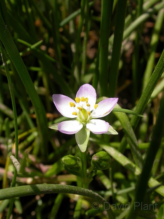 Greater sea-spurrey - A.jpg - Greater sea-spurrey - Somerset